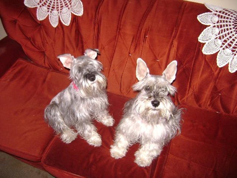 May include: Two Schnauzer dogs with gray and white fur sit on a red velvet couch. One dog wears a pink collar. White lace doilies decorate the back of the couch. The dogs are looking at the camera.