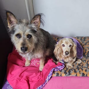 May include: Two dogs are featured in this image. One is a medium-sized, gray and brown dog with large ears, sitting on a pink blanket. The other is a smaller, tan-colored dog wearing a purple garment, resting on a patterned surface.