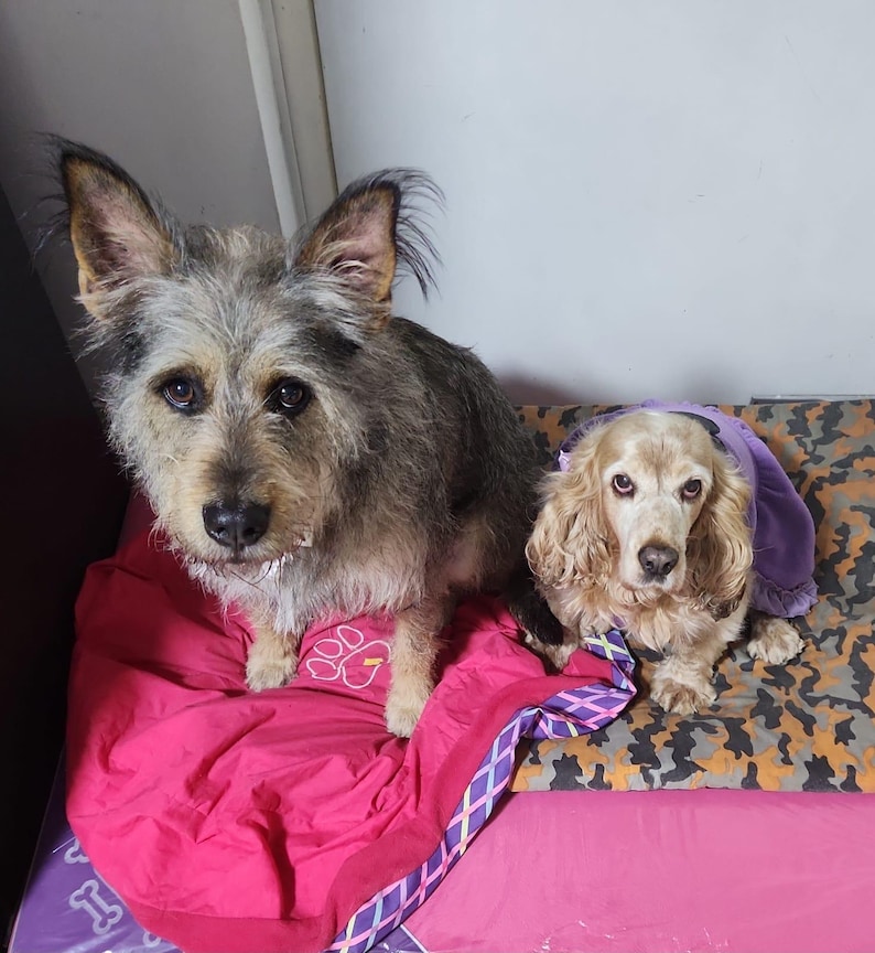 May include: Two dogs are featured in this image. One is a medium-sized, gray and brown dog with large ears, sitting on a pink blanket. The other is a smaller, tan-colored dog wearing a purple garment, resting on a patterned surface.