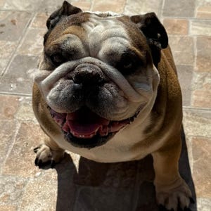 May include: A close-up, high-angle shot of a smiling bulldog. The dog has a brown and white coat with black ears and a pink tongue. The dog is sitting on a tiled surface and appears to be looking directly at the camera.