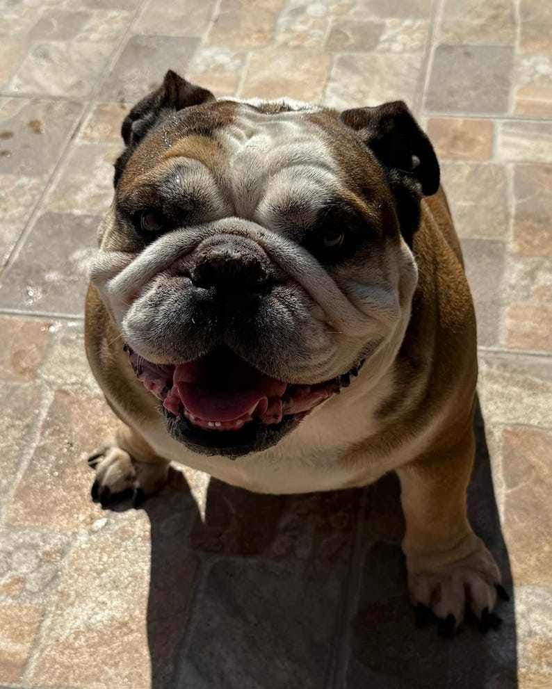 May include: A close-up, high-angle shot of a smiling bulldog. The dog has a brown and white coat with black ears and a pink tongue. The dog is sitting on a tiled surface and appears to be looking directly at the camera.