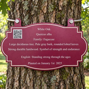 May include: A maroon rectangular sign with rounded corners and white trim, mounted on a tree trunk. It features a QR code and text: White Oak, Quercus alba, Family: Fagaceae, description of the tree, and the date Planted on January 1st 2025.