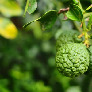 Bergamot Oil Natural Bergaptene Free Type - 0.5oz