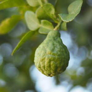Bergamot Oil Natural Crude Type - 0.5oz