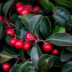 Wintergreen Oil Pure & Natural - 0.5oz