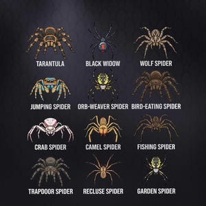 May include: An illustrated chart featuring various spider species, each with a detailed drawing and name. Species include Tarantula, Black Widow, Wolf Spider, Jumping Spider, Orb-Weaver Spider, Bird-Eating Spider, Crab Spider, Camel Spider, Fishing Spider, Trapdoor Spider, Recluse Spider, and Garden Spider.