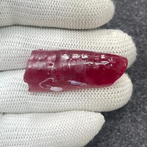 May include: A raw, uncut ruby gemstone. The ruby is a deep, rich red color with a slightly irregular shape. The stone is held by a gloved hand, showcasing its natural texture and color variations. This gemstone is a beautiful example of natural mineral formations.