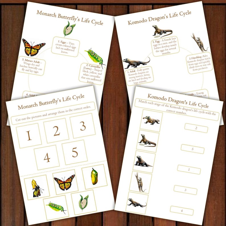 May include: Educational printables showing the life cycles of a monarch butterfly and a Komodo dragon. The butterfly chart includes stages from egg to adult, while the dragon chart shows egg to adult stages. The text includes instructions for matching and ordering the stages.
