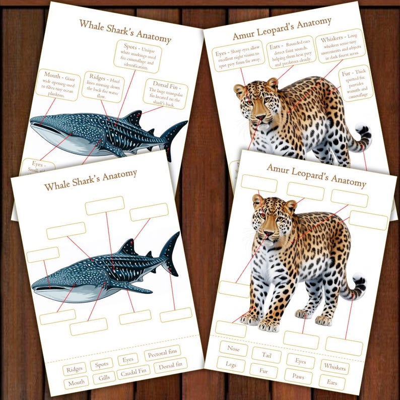May include: Educational cards displaying the anatomy of a whale shark and an Amur leopard. The whale shark card shows labeled diagrams of its features. The leopard card highlights its eyes, ears, whiskers, and fur. The cards are on a wooden surface.