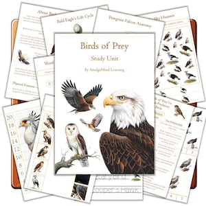 Birds of Prey Unit Study | Life Cycle, Anatomy Worksheets, Montessori Flashcards, Activities for Kids | Homeschool Science, Instant Download