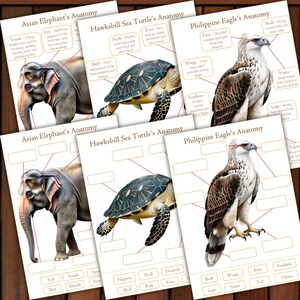 May include: Educational anatomy charts featuring an Asian elephant, a Hawksbill sea turtle, and a Philippine eagle. Each chart includes labeled diagrams of the animal's body parts, such as the trunk, shell, and wings.