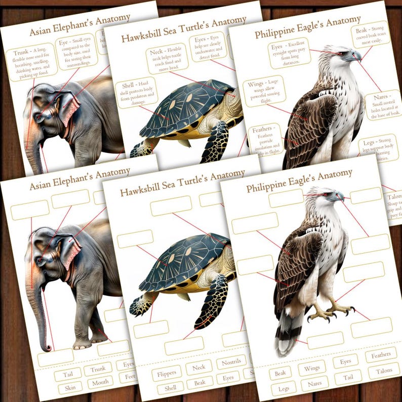 May include: Educational anatomy charts featuring an Asian elephant, a Hawksbill sea turtle, and a Philippine eagle. Each chart includes labeled diagrams of the animal's body parts, such as the trunk, shell, and wings.