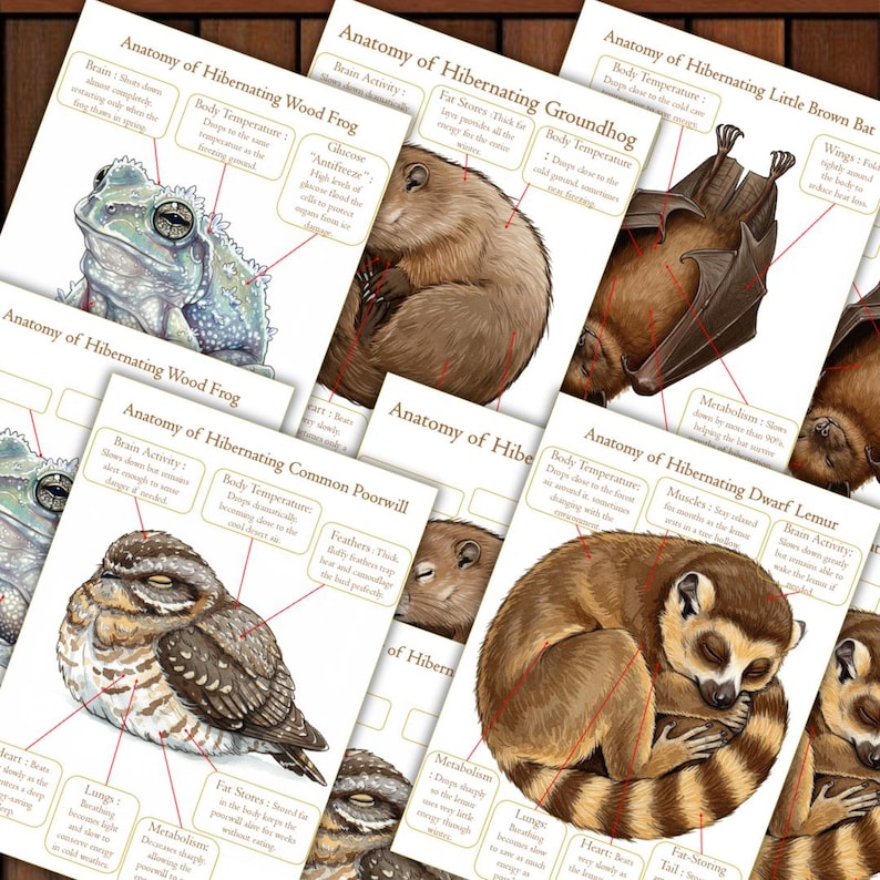 Hibernation Study Unit, Winter Animals, Winter Sleep, Anatomy, Nature ...