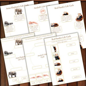 May include: Educational printables illustrating the life cycles of an Asian elephant, axolotl, and red panda. Each cycle is depicted with labeled stages and corresponding images, designed for learning and educational activities.