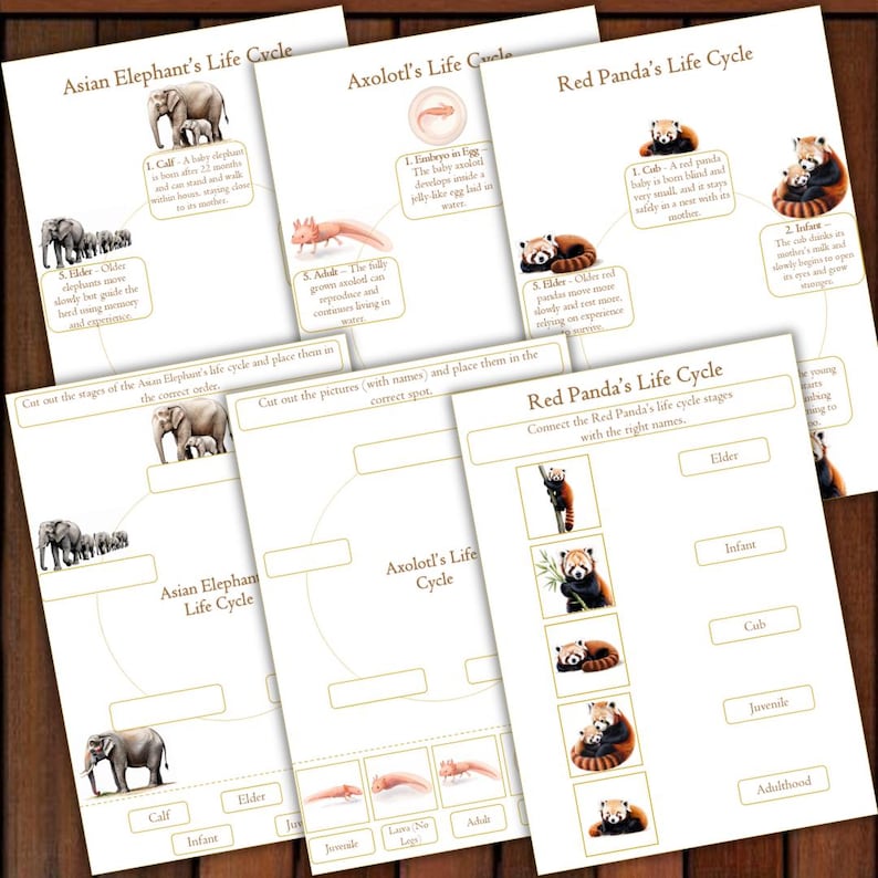 May include: Educational printables illustrating the life cycles of an Asian elephant, axolotl, and red panda. Each cycle is depicted with labeled stages and corresponding images, designed for learning and educational activities.