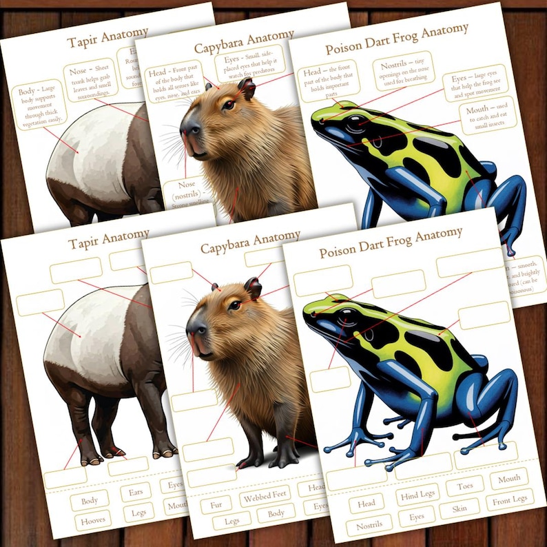 Tapir Chart Rainforest Animals Unit Study Printable | Montessori Homeschool ...