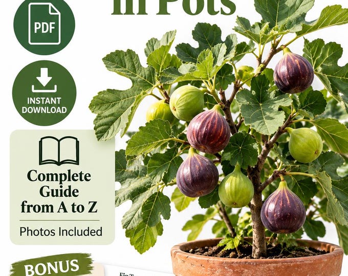 Fig Tree in Pots Guide, How to Grow Figs at Home, Container Gardening PDF, Fig Tree Care Guide, Printable Growing Calendar