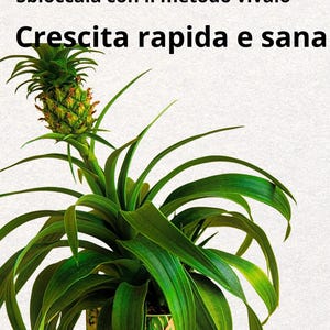 Premium Pineapple Growing Guide teaches you step-by-step how to successfully grow a pineapple plant in a pot on your balcony