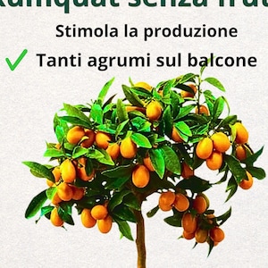 Puede incluir: Un árbol de kumquat con frutos de color naranja brillante y hojas verdes, plantado en una maceta azul. La imagen incluye texto en italiano: "Kumquat senza frutti?" y "Stimola la produzione Tanti agrumi sul balcone."