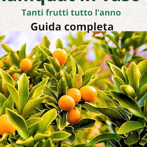 Può includere: Immagine di una pianta di kumquat con frutti arancioni brillanti e foglie verdi. Il testo "Kumquat in vaso", "Tanti frutti tutto l'anno" e "Guida completa" è presente. Un'icona PDF è visibile.
