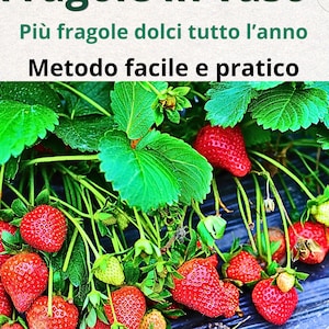 Puede incluir: Primer plano de fresas maduras con hojas y tallos verdes. La imagen incluye texto en italiano: "Fragole in vaso" (fresas en un jarrón), "Più fragole dolci tutto l'anno" (más fresas dulces todo el año) y "Metodo facile e pratico" (método fácil y práctico).