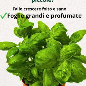 Può includere: Primo piano di una pianta di basilico con grandi foglie verdi vibranti in un vaso di terracotta. L'immagine include il testo: "Basilico debole e con foglie piccole? Fallo crescere folto e sano. Foglie grandi e profumate."