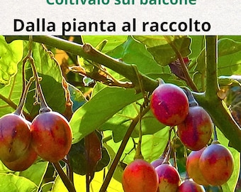 Tamarillo in Vaso Guida Completa PDF | Coltivazione Pomodoro dell’Albero sul Balcone | Frutto Esotico Facile | Container Gardening ita/eng