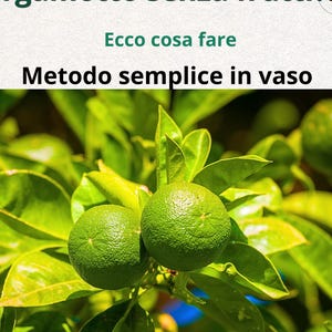 Bergamot Tree in Pot  How to Make It Fruit | Citrus Care Guide PDF | Balcony Growing .Pruning Tips