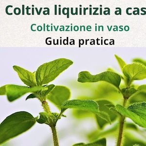 Guía para el cultivo de regaliz en maceta | Cómo cultivar plantas de regaliz en casa y en un balcón (inglés/italiano)