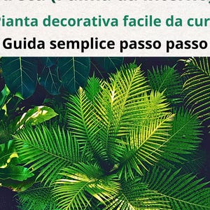 Vintergrön krukväxt Areca – Komplett premiumguide | Stoppa gula blad och torra toppar, behåll en frisk och frodig växt