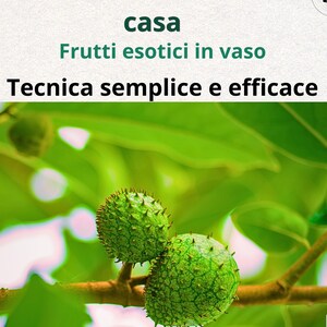Guanábana en maceta (Graviola) | Guía completa de cultivo | Frutas tropicales fáciles de cultivar en casa (Italiano/Inglés)