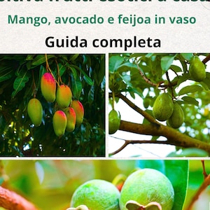 Grow Mango, Avocado & Feijoa at Home | Tropical Fruit Trees in Pots Guide | Easy Indoor Gardening for Bigger Harvests