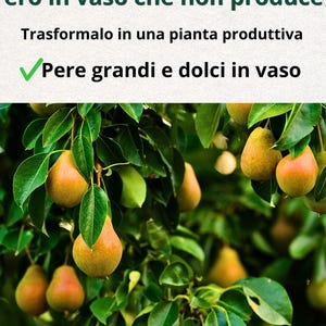 May include: Image of a pear tree with ripe, golden-brown pears hanging from green leafy branches. The text at the top reads "Pero in vaso che non produce? Trasformalo in una pianta produttiva ✓ Pere grandi e dolci in vaso."