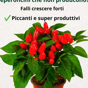 May include: A chilli pepper plant in a terracotta pot, with bright red chillies and green leaves. The Italian text reads: "Peperoncini che non producono? Falli crescere forti. Piccanti e super produttivi."