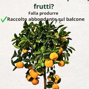 Op de afbeelding: Een sinaasappelboom in pot met weelderig groen blad en talrijke rijpe sinaasappels. De boom staat in een blauwe pot. De afbeelding bevat Italiaanse tekst: "Arancio in vaso con pochi frutti?" en "Raccolto abbondante sul balcone."