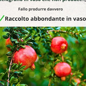May include: Close-up of a pomegranate tree branch with several ripe, red pomegranates. The pomegranates are round with a slightly textured surface. The image has text in Italian that reads "Melograno in vaso che non produce?" and "Raccolto abbondante in vaso."