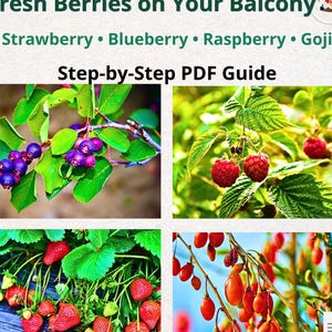 May include: Image showcasing fresh berries: strawberries, blueberries, raspberries, and goji berries. The image includes close-up shots of each berry type, with the text "Fresh Berries on Your Balcony" and "Step-by-Step PDF Guide".