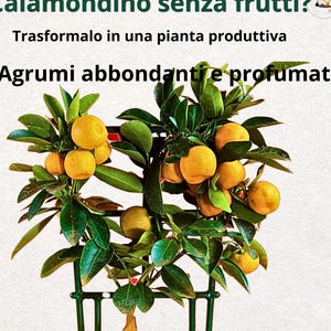 May include: A calamondin citrus tree with lush green foliage and several small, round, orange fruits. The tree is supported by a green metal frame. Text in the image reads "Calamondino senza frutti? Trasformalo in una pianta produttiva. Agrumi abbondanti e profumati."