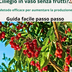 Grow Cherry Tree in Pots – Complete Cherry Tree Care Guide | Balcony Cherry Growing, Container Fruit Tree Guide, Sweet Cherry Harvest Tips