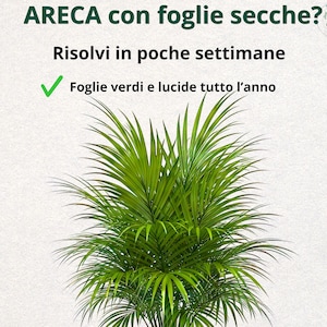 Immergrüne Areca-Pflanze im Topf – Umfassender Premium-Ratgeber | Gelbe Blätter und trockene Spitzen vermeiden, für eine gesunde, üppige Pflanze