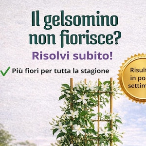 Könnte beinhalten: Eine Topf-Jasminpflanze mit weißen Blüten, die an einem Bambusgitter hochklettert. Die Pflanze steht in einem hellen Topf auf einem Balkon mit schwarzem Geländer. Der Text im Bild lautet: "Il gelsomino non fiorisce? Risolvi subito! Più fiori per tutta la stagione. Risultati in poche settimane."