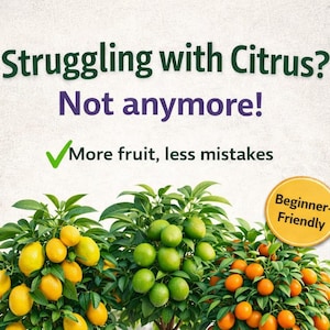 Guía completa para el cultivo de cítricos en macetas | Cultiva limones, mandarinas, kumquats, limas y bergamotas. Jardinería en balcón para principiantes: más fruta, menos errores.