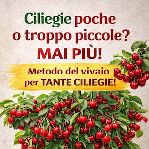 May include: A cherry tree, heavy with red fruit, is displayed in a terracotta pot. Gardening tools and fallen cherries are visible. Italian text includes "Ciliegie poche o troppo piccole? MAI PIÙ!" and "Produzione ABBONDANTE, tutto quello che serve!" The image promotes abundant cherry production.