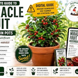 Guide de culture du fruit miracle (PDF) | Fruit miracle en pot | Synsepalum dulcificum | Guide numérique complet