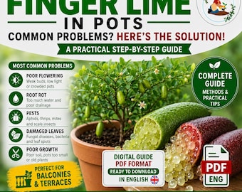 Finger Lime Growing Guide PDF | How to Grow Citrus Caviar in Pots | Rare Citrus Balcony Gardening Guide