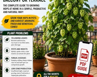 Hops in Pots Guide PDF – Grow Humulus lupulus on a Balcony