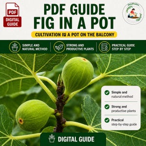 Può includere: Una guida PDF digitale intitolata "FICO IN VASO" con il sottotitolo "Coltivazione in vaso sul balcone". L'immagine presenta fichi verdi su un ramo con grandi foglie. Il testo evidenzia un metodo semplice e naturale.