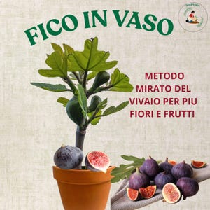 Grow Fig Tree in a Pot Guide – High Yield Container Fig Tree Method | Get More Figs Faster | Balcony & Patio Gardening Guide