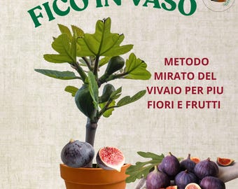 Vijgen in pot: De complete premium gids – Professionele methode voor meer fruit en meer bloemen | Vijgen kweken op je balkon of terras (ITA/ENG)