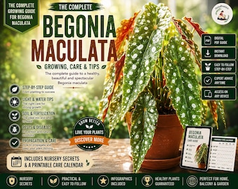 Begonia Maculata Care Guide PDF | Polka Dot Begonia Houseplant Guide | Growing, Watering & Propagation + Printable Care Calendar